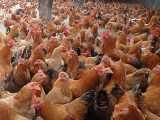 如何提高鸡群疫苗免疫的效果