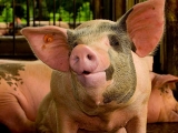 养猪过程中存在的问题和误区