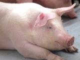 夏季母猪为何炎症多？