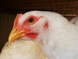鸡坏死性肠炎的诊断与防治