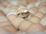 孵化温度过高及其对肉鸡生长性能的影响
