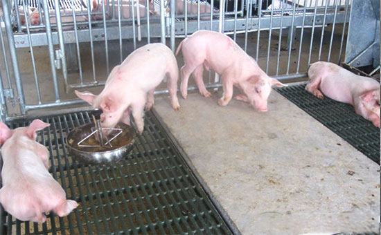 养猪场如何有效防控饲料霉变