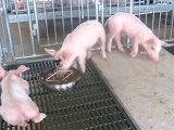 养猪场如何有效防控饲料霉变