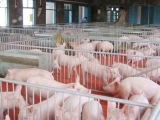 自繁自养的规模化猪场管理的重点在种猪