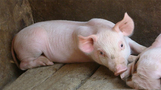 猪缺少钙质也会出大问题