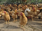 肉鸡养殖场生产过程中的常见问题