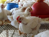 肉鸡养殖模式的理念的转变