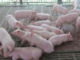 规模猪场在养猪生产中面临两大风险