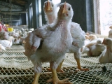 商品肉鸡不同周龄饲养管理要点
