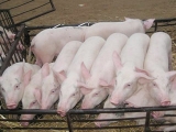 仔猪患病期间添加精饲料有什么坏处？