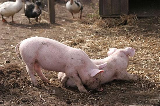 秋季怎么降低生猪的发病率？