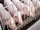 猪长期消瘦是什么原因？