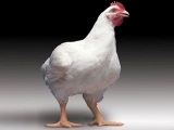 兽医看肉鸡健康养殖的关注点