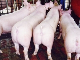 不同模式下猪多发生性疾病的流行情况