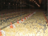 鸡舍中氨气对肉鸡疫病控制的意义