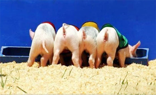 美国农户加大了生猪的供给力度