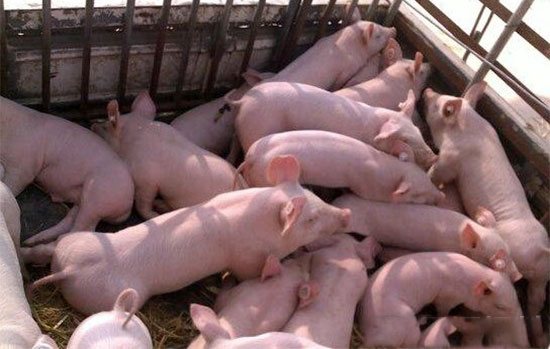 中国的养猪业目前虽然还没有完全全球化
