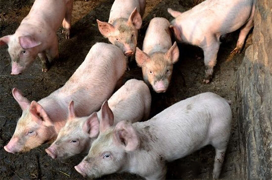 在猪饲粮中使用高剂量铜方面出现一些不科学做法