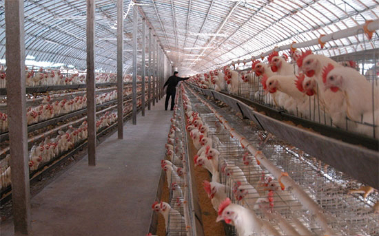 冬季饲养肉鸡如何降低舍内氨气危害
