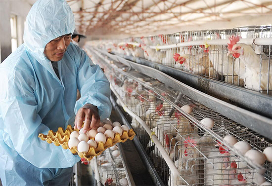 鱼肝油在蛋鸡养殖中的作用有哪些？