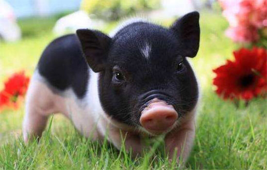 微量元素对仔猪有什么影响？