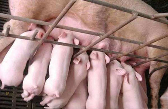 初生仔猪拉稀是导致仔猪大量死亡主要疾病之一