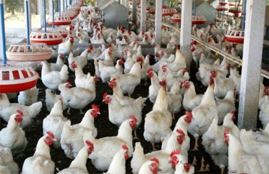 提高肉鸡生产水平的饲喂措施