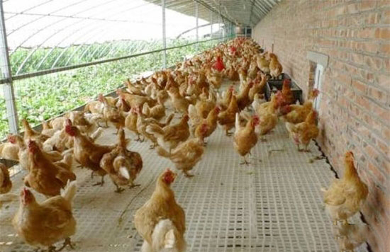 塑料大棚养肉鸡控温方法