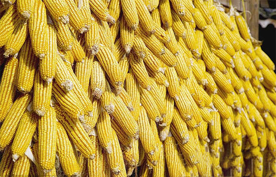 玉米系期货观望为宜