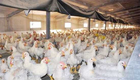 规模化养鸡中净化鸡舍有害气体的技术