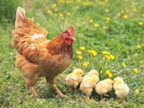 春季养鸡注意这些就能养好鸡！