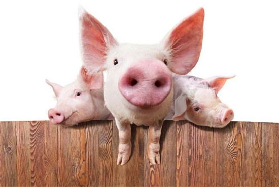 2018年起生猪养殖户将面临四大问题！