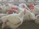 改善小环境提高肉鸡养殖效益