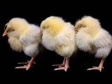 鸡“低温病”的防治