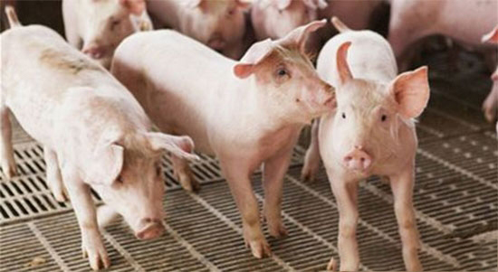 养猪户要怎么预防和治疗猪丹毒？