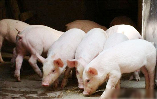 7月1日，影响养猪业的这两大*策正式生效