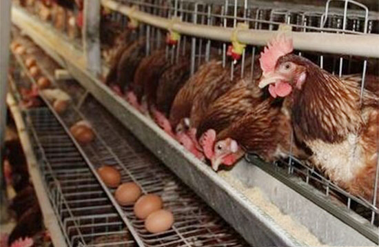 根据鸡产蛋规律适当调整饲养方法