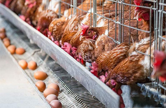 蛋鸡中暑的防制措施
