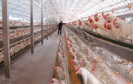 预产阶段的蛋鸡的生理特点和饲养管理