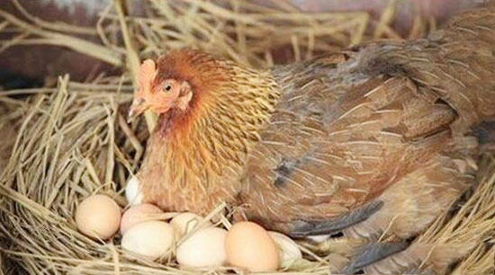 应激状态下的母鸡更可能产出母雏鸡