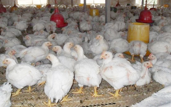 秋季肉鸡呼吸道疾病的病因以及防治