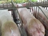 怎么科学的给哺乳母猪配制饲料？
