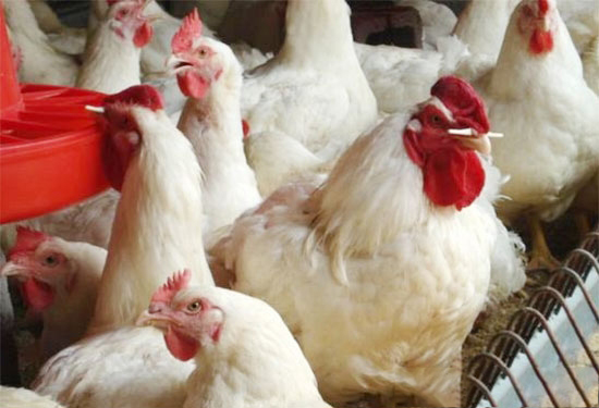 肉用种鸡开产期怎样饲养？