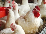 肉用种鸡开产期怎样饲养？