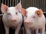 后备母猪不能及时发情配种的防治措施