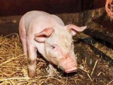 仔猪低血糖症又称仔猪憔悴病怎么治疗？