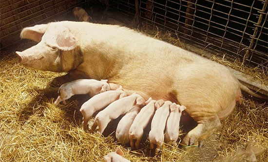 母猪产后怎样进行正确的保健消炎？
